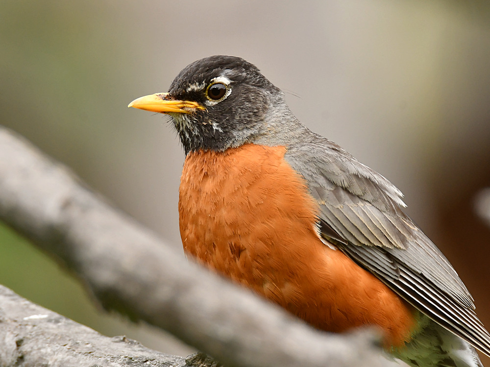 Robin.jpg