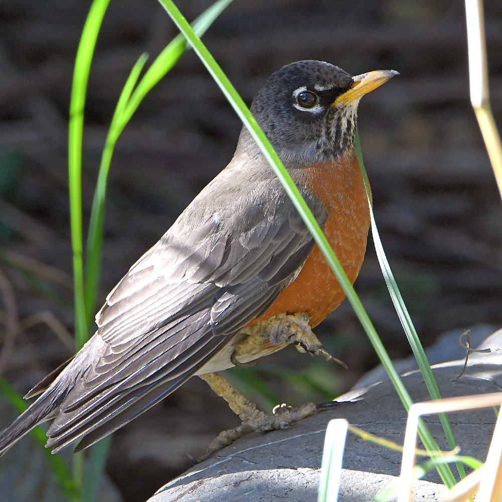 Robin.jpg