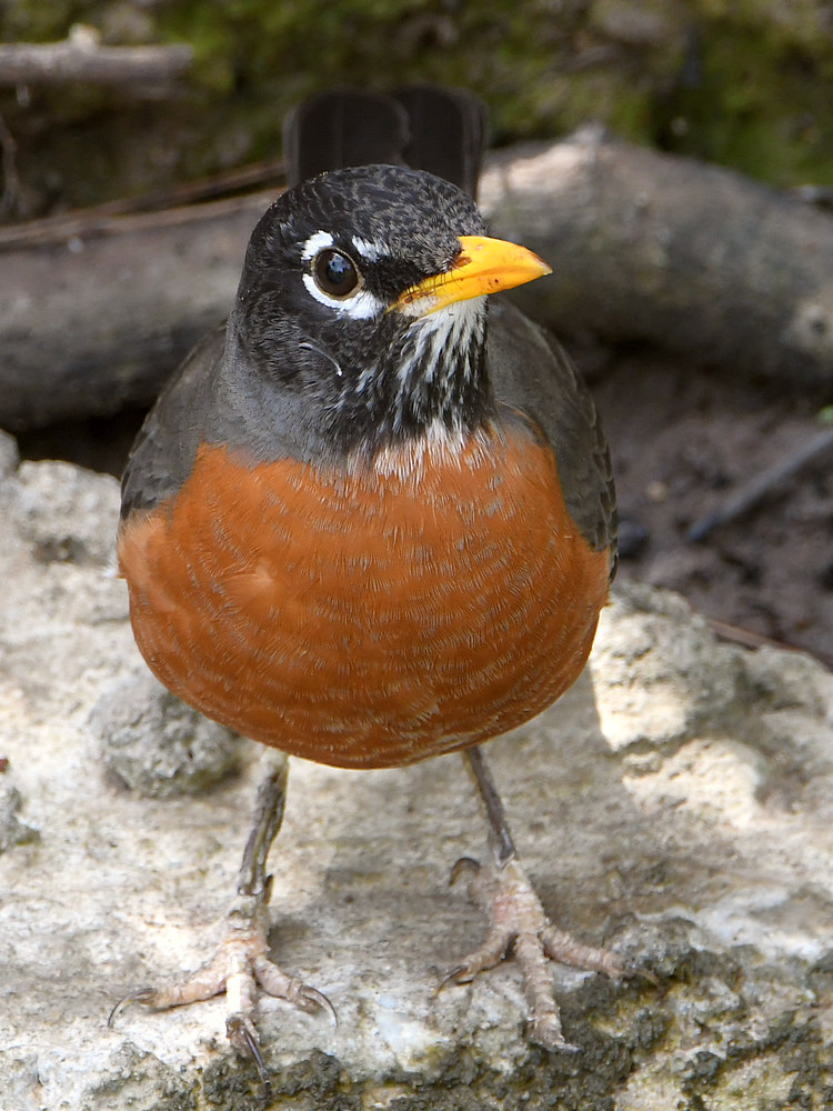 Robin.jpg
