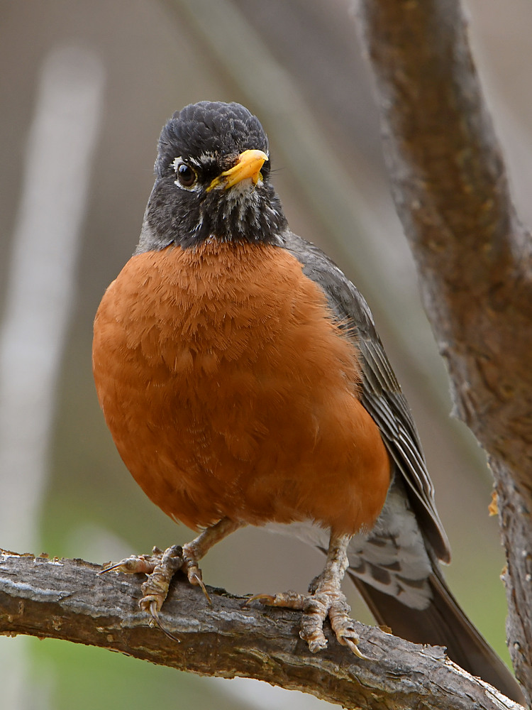 Robin.jpg