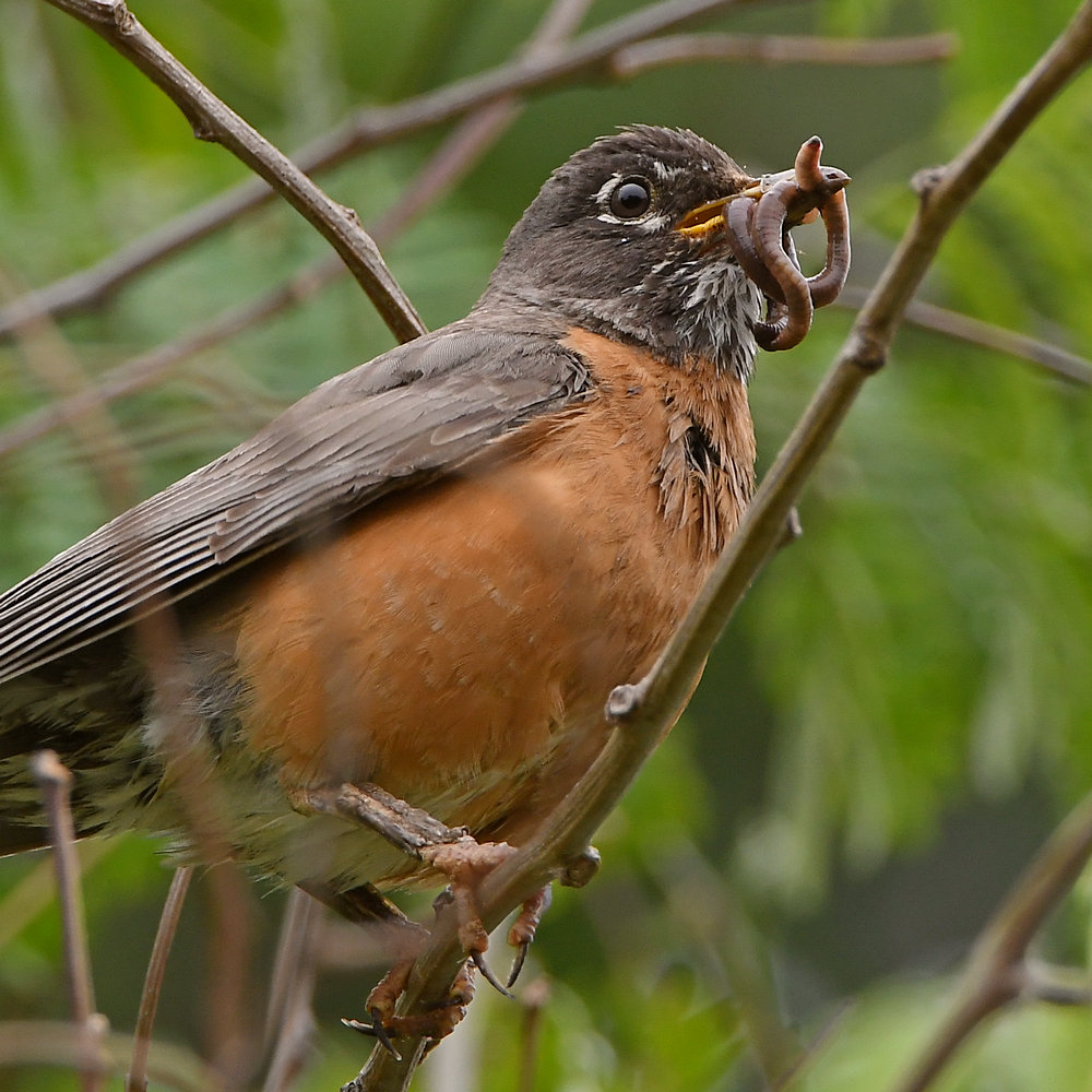 Robin.jpg
