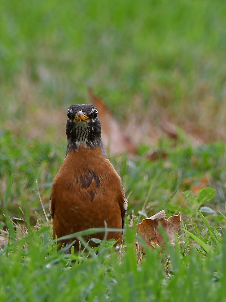 Robin.jpg