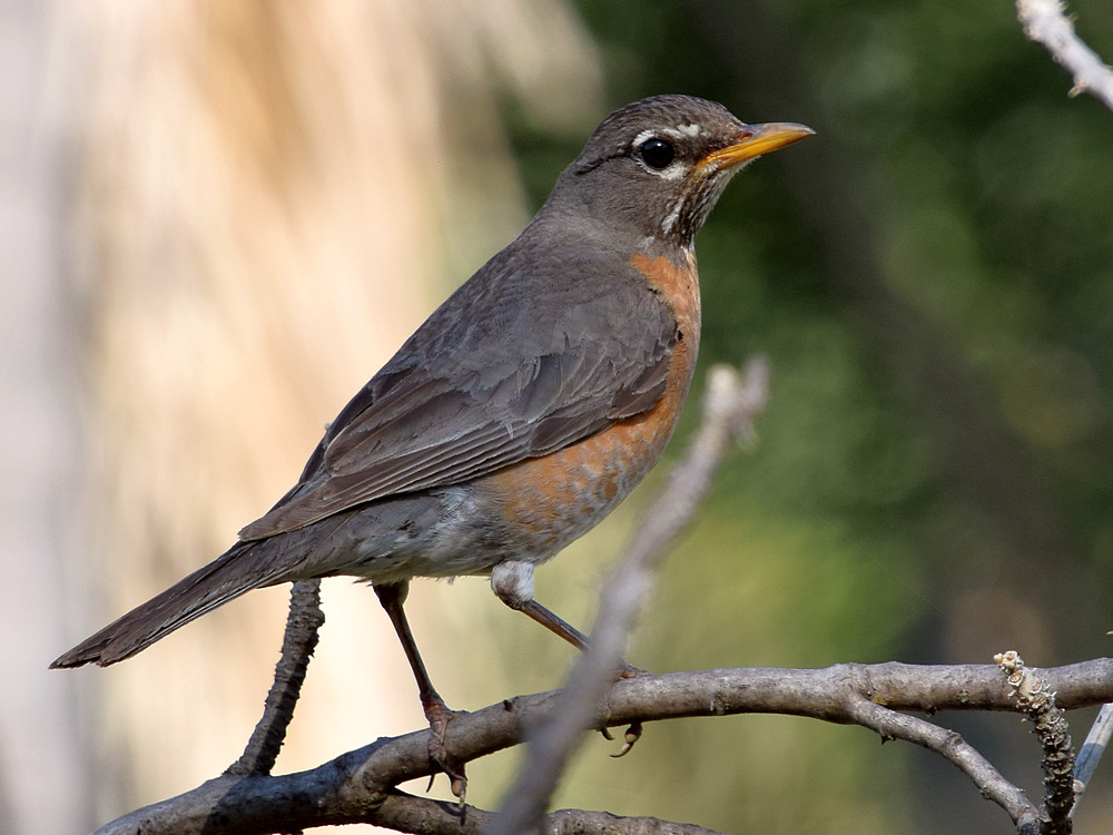 Robin.jpg