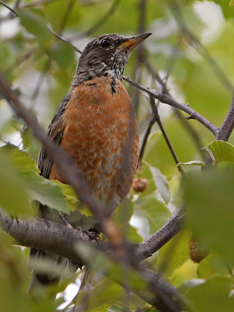 Robin.jpg