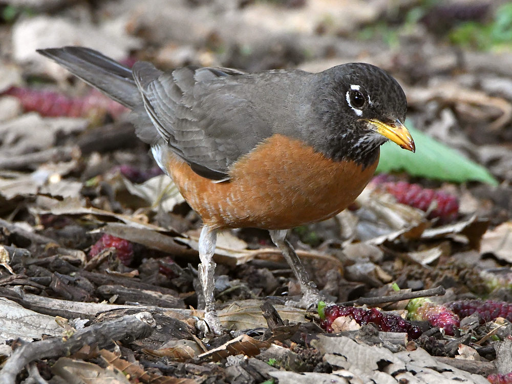 Robin.jpg