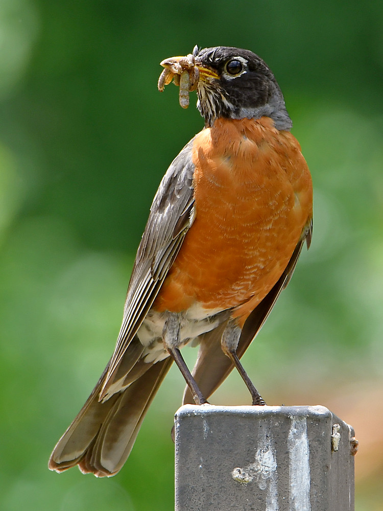 Robin.jpg
