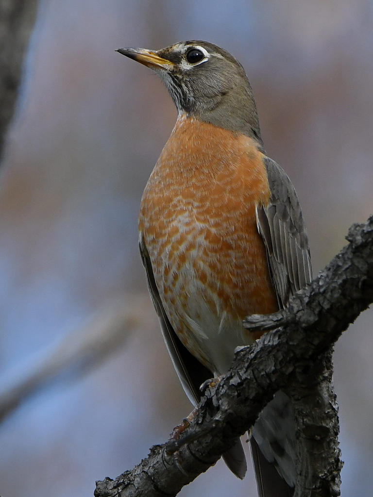 Robin.jpg