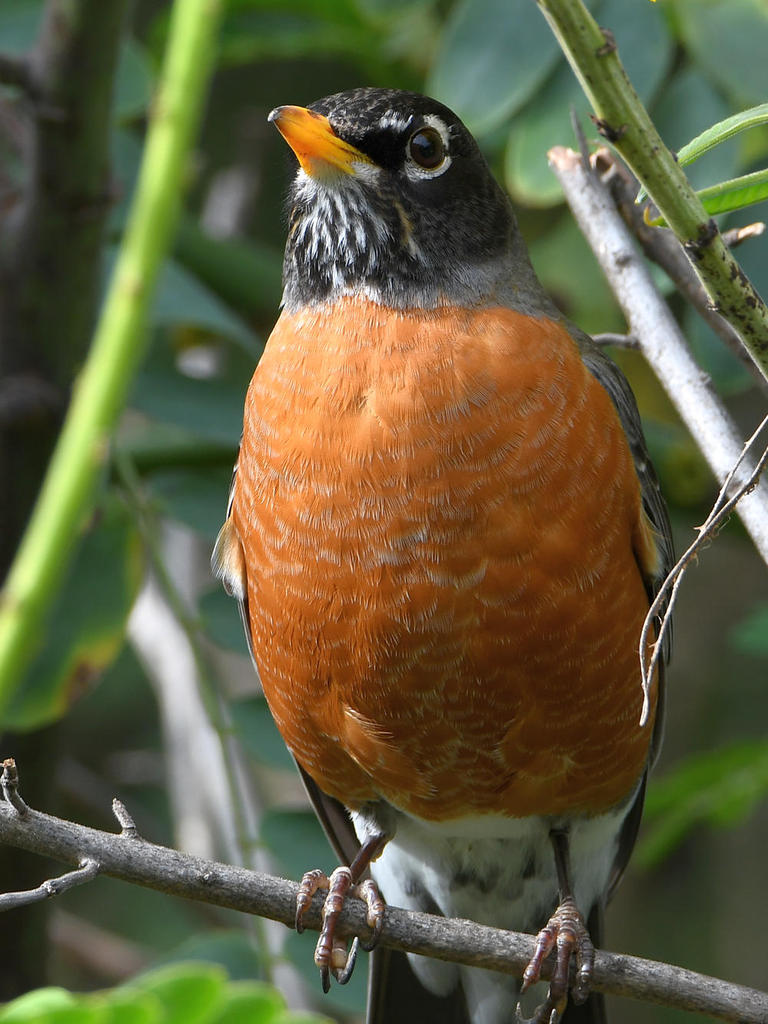 Robin.jpg