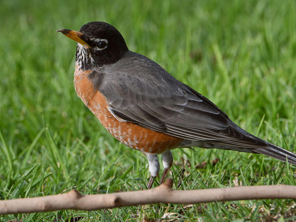Robin.jpg