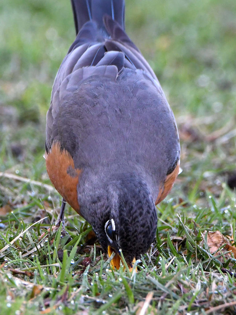 Robin.jpg