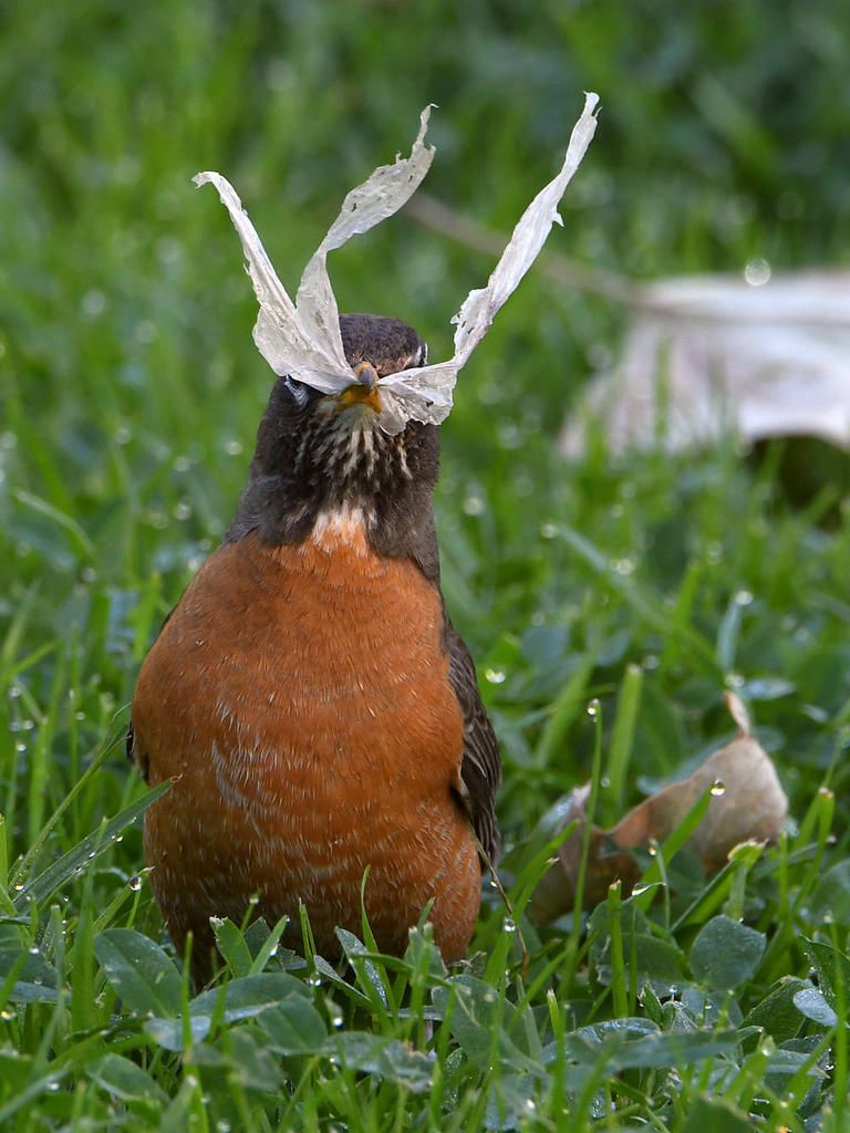 Robin.jpg