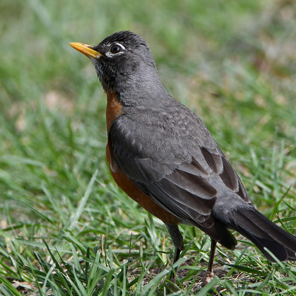 Robin.jpg