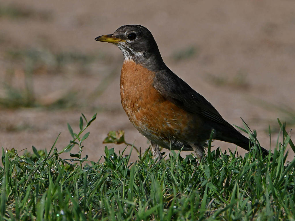 Robin.jpg