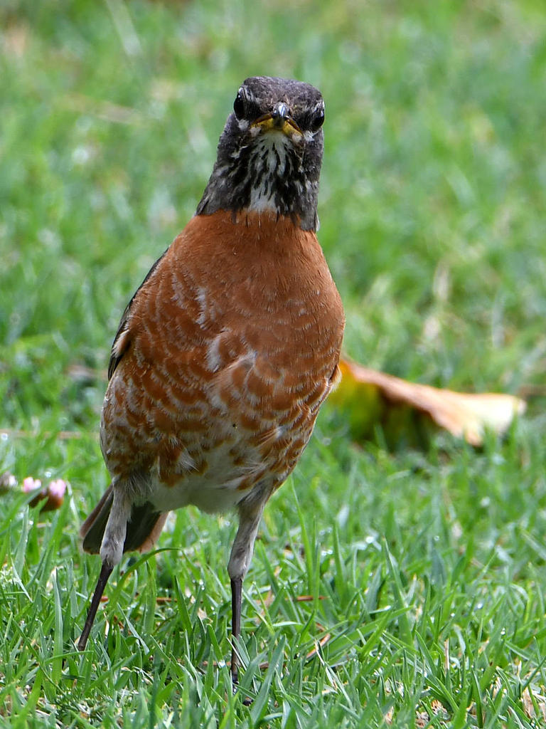 Robin.jpg