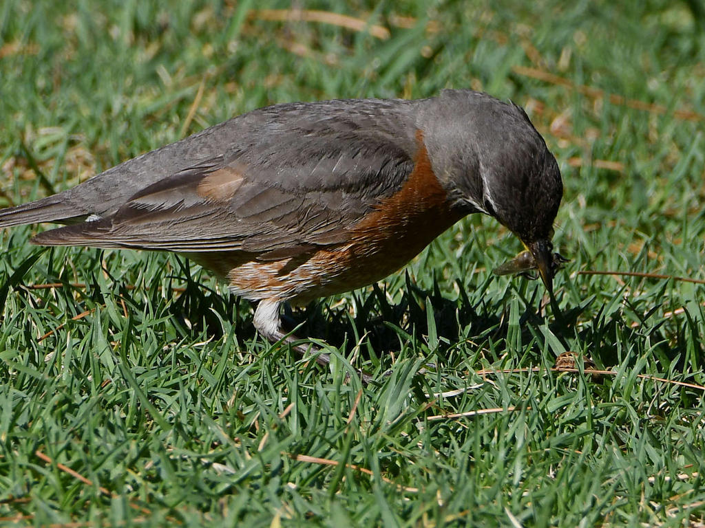 Robin.jpg