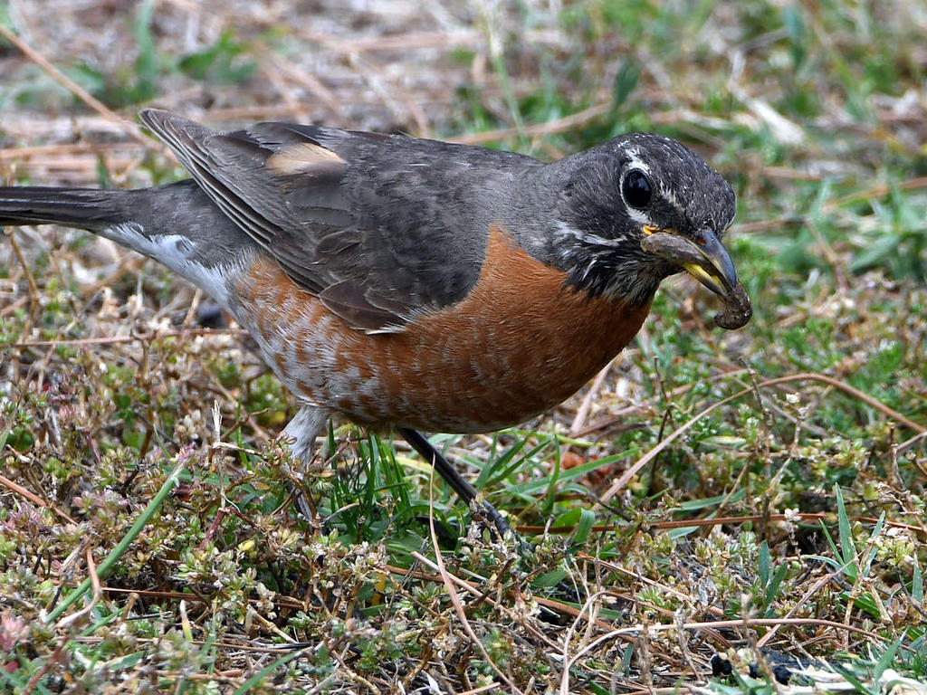 Robin.jpg