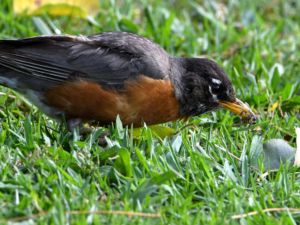 Robin.jpg