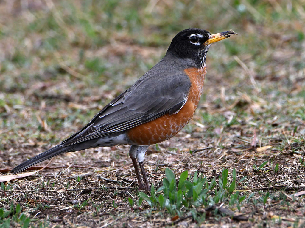 Robin.jpg