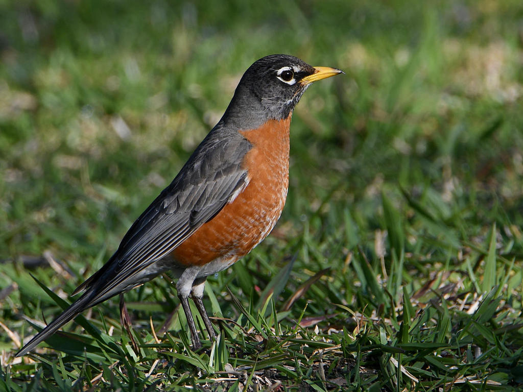 Robin.jpg