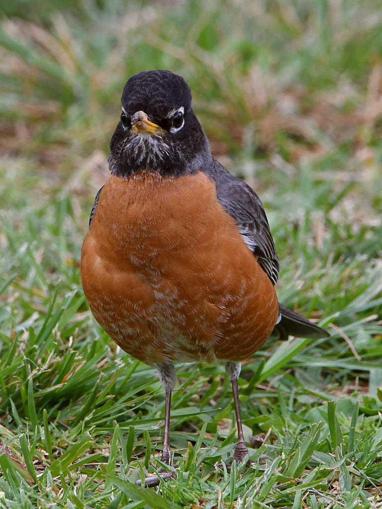 Robin.jpg