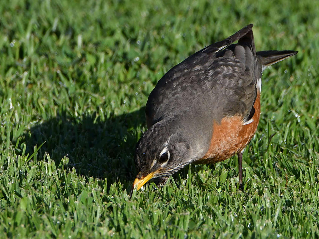 Robin.jpg
