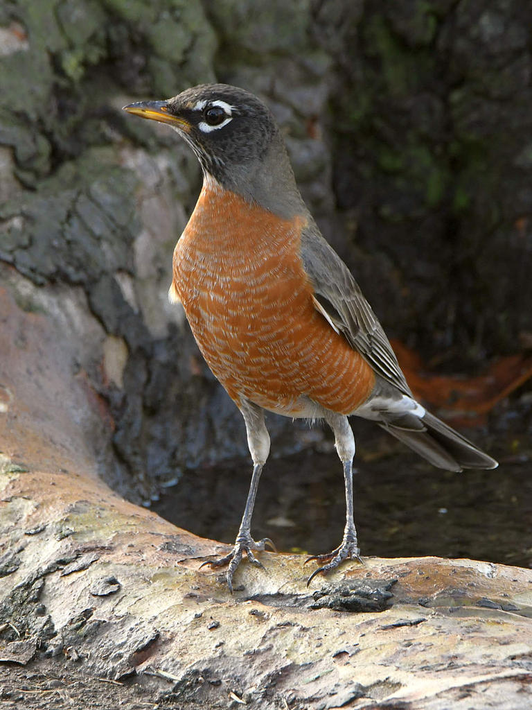 Robin.jpg