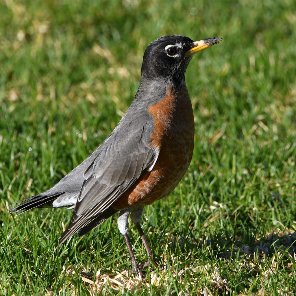Robin.jpg
