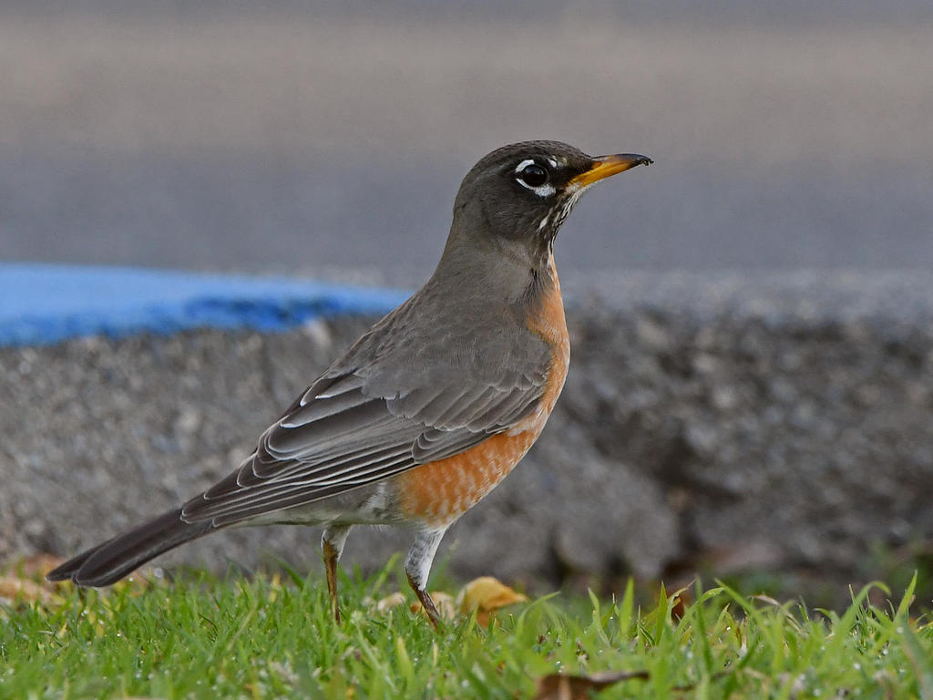 Robin.jpg