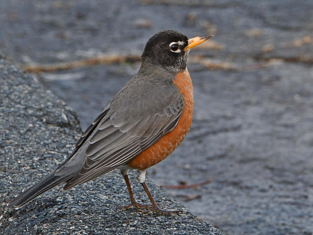 Robin.jpg