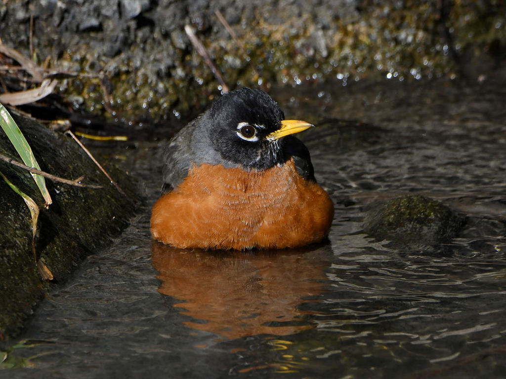 Robin.jpg
