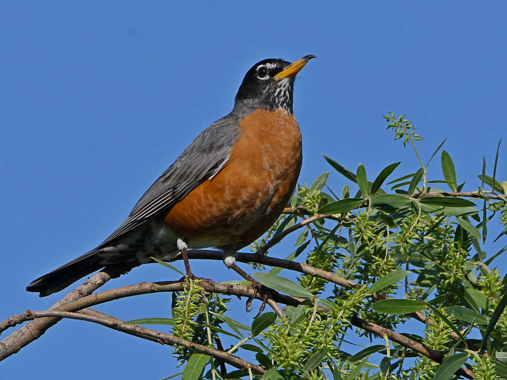 Robin.jpg