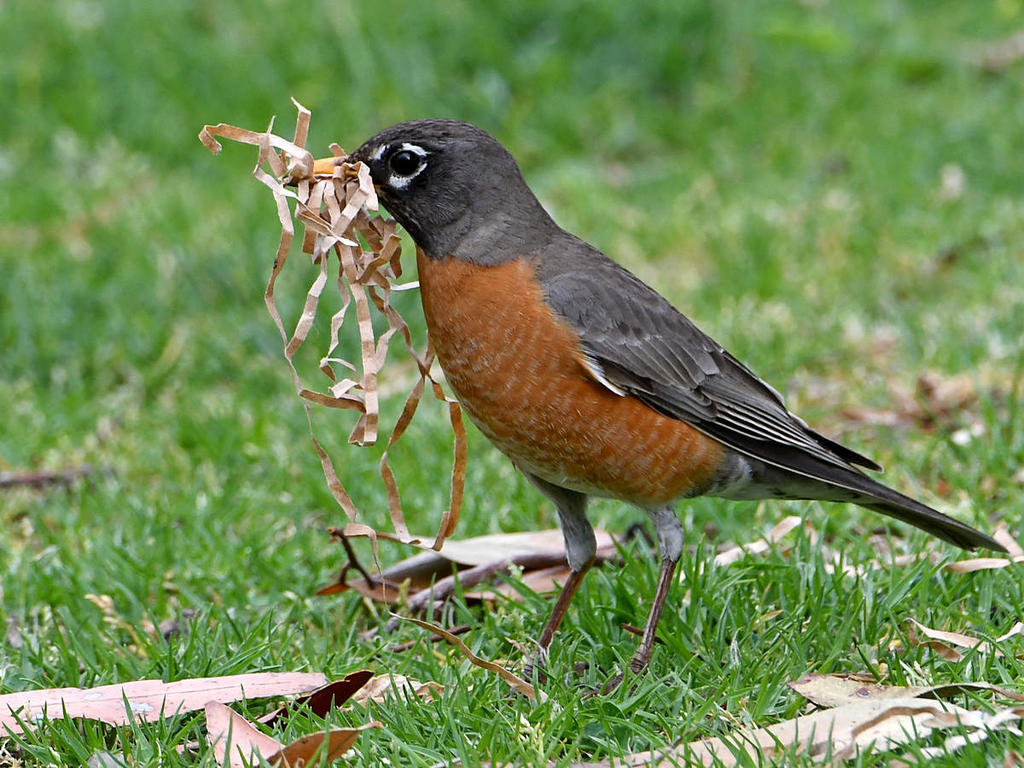 Robin.jpg