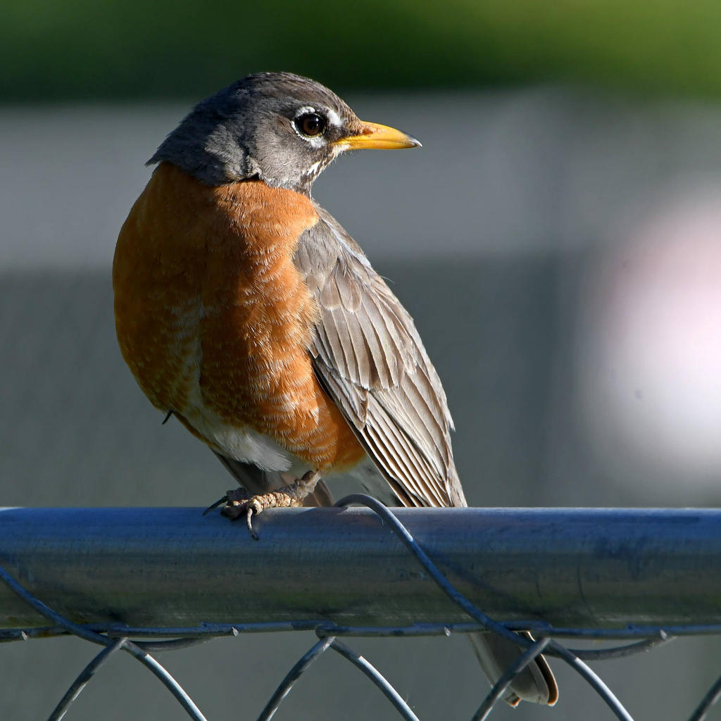 Robin.jpg