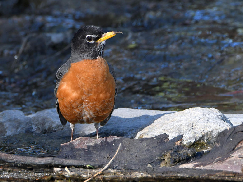 Robin.jpg