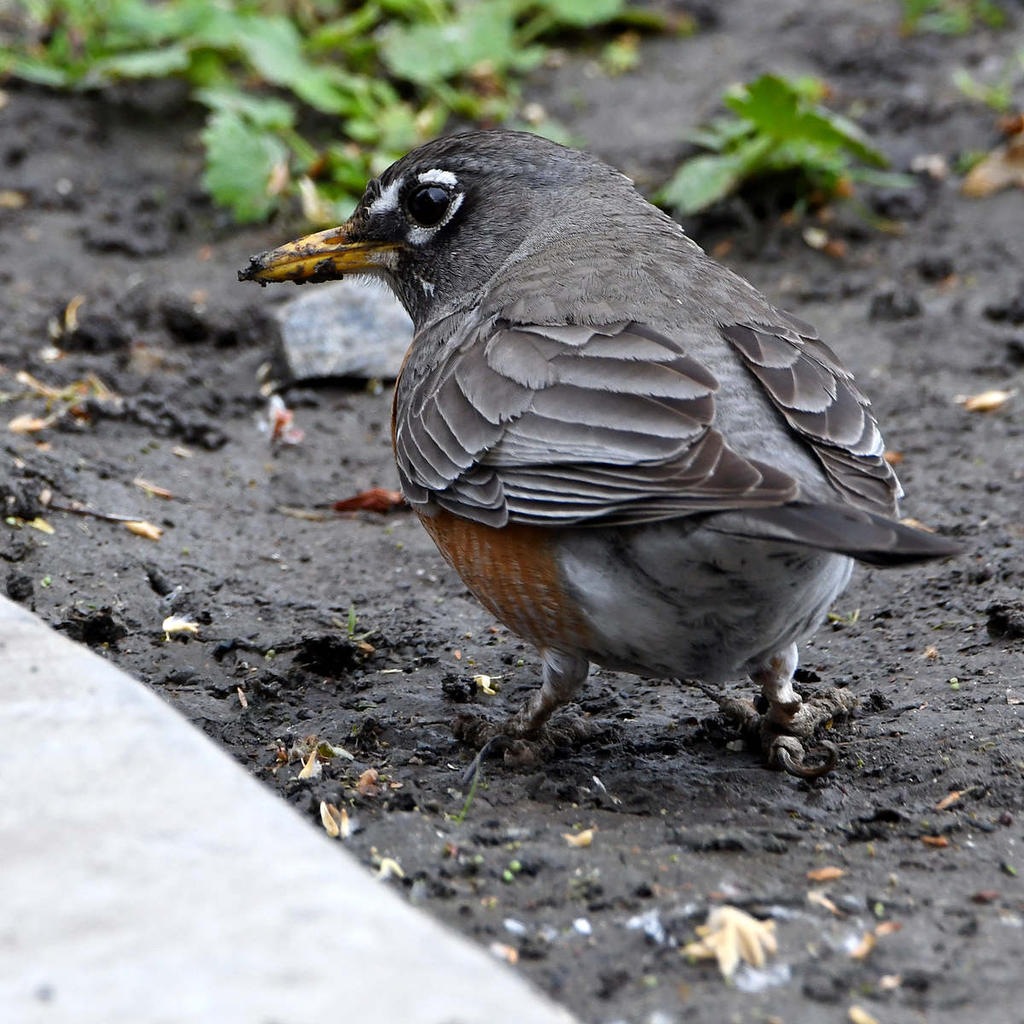 Robin.jpg