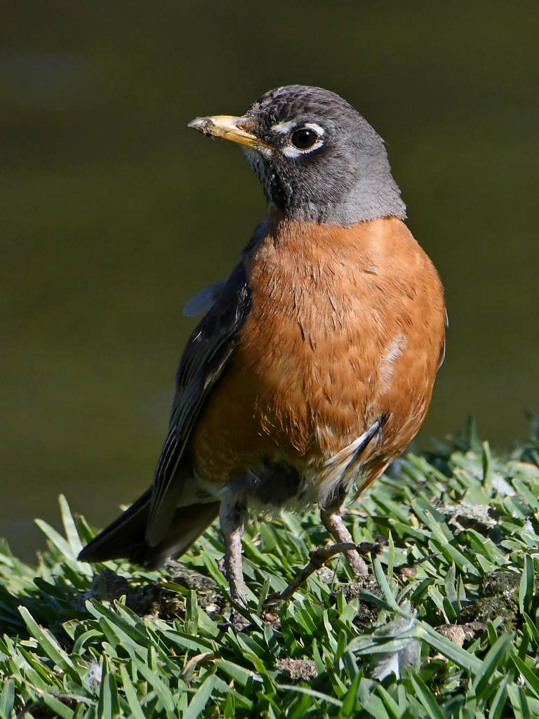 Robin.jpg