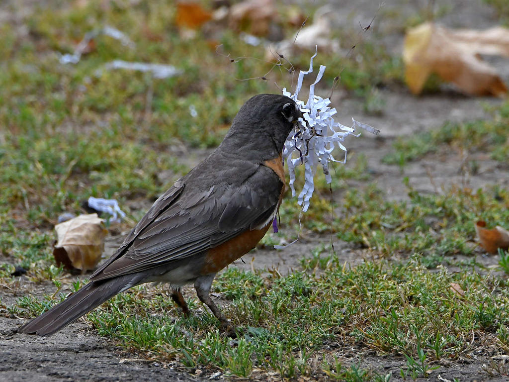 Robin.jpg