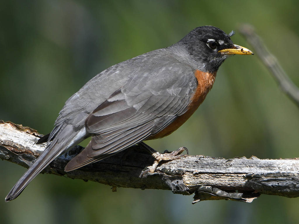 Robin.jpg