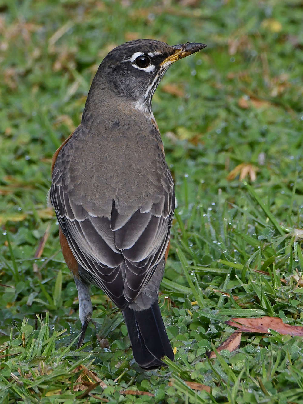 Robin.jpg