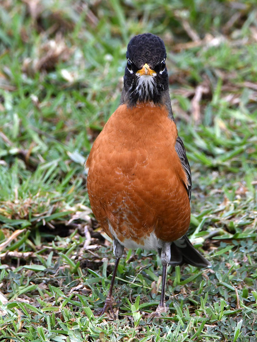 Robin.jpg