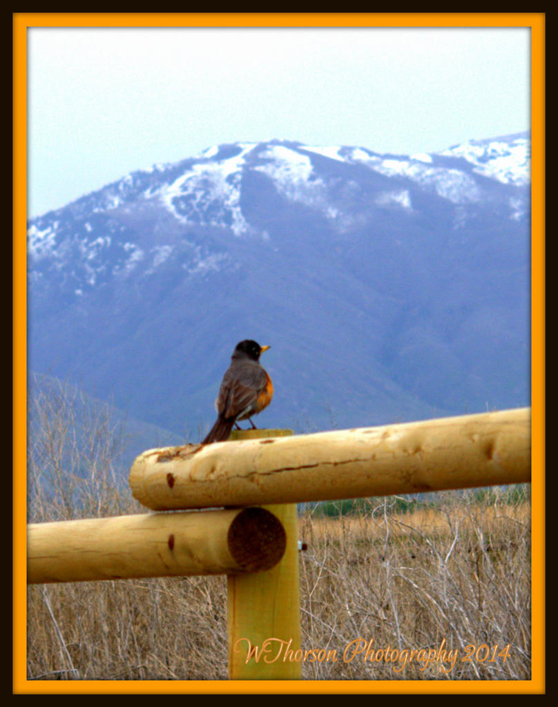 Robin on a Fence 2.jpg