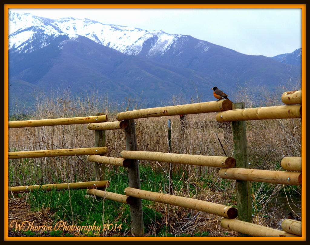 Robin on a Fence.jpg