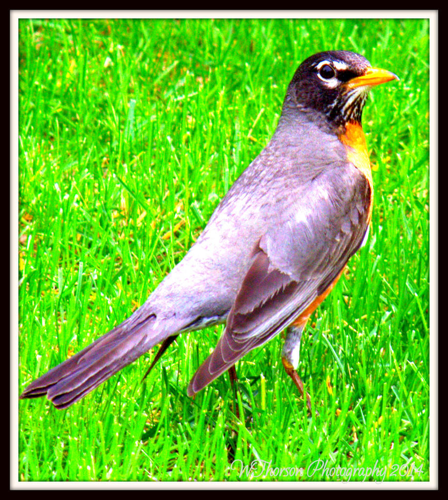 Robin Pose 2.jpg