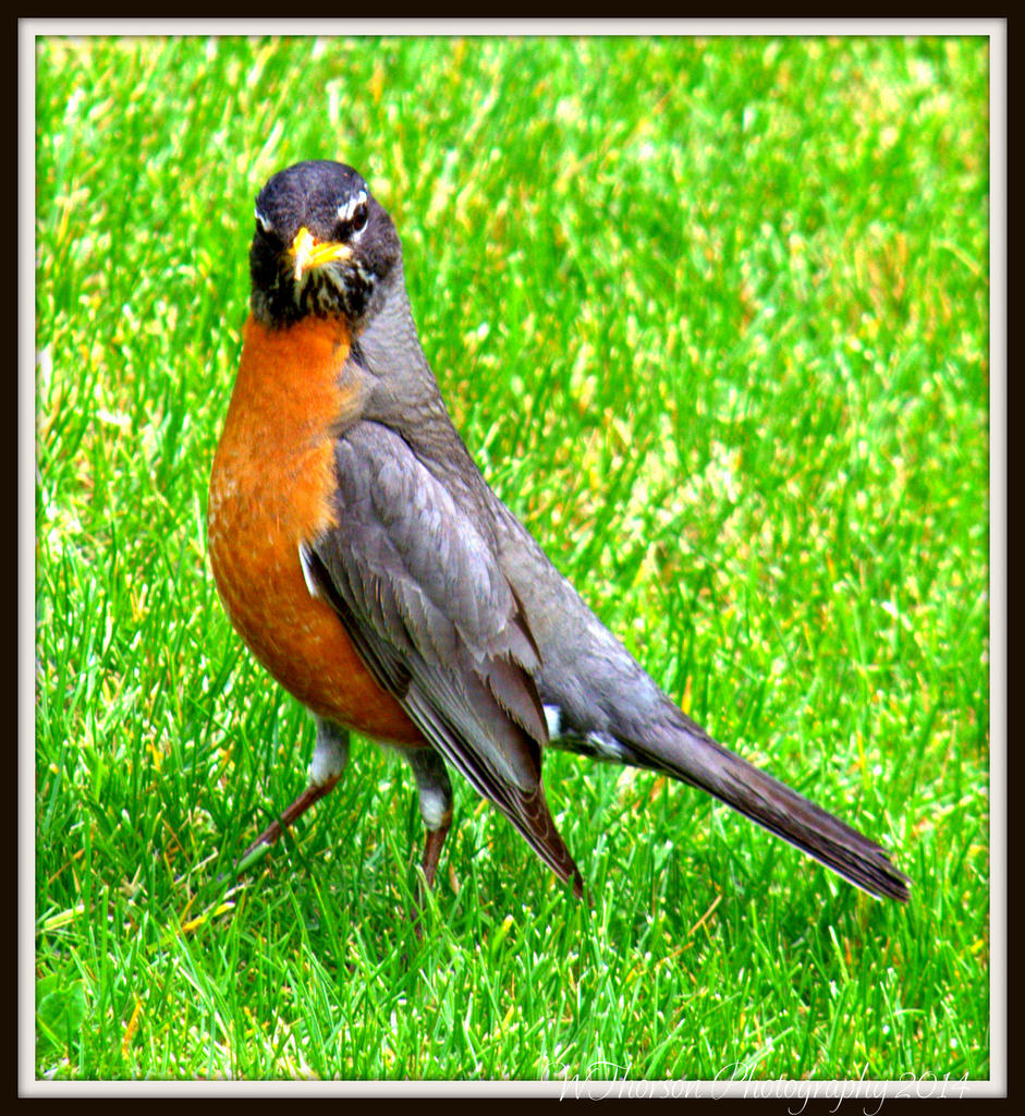 Robin Pose.jpg