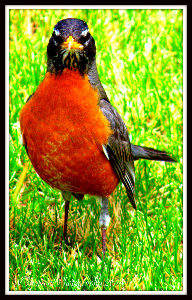Robin Posing.jpg