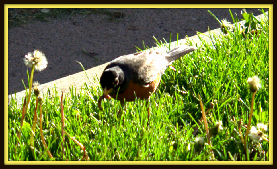 Robin with a Worm.jpg