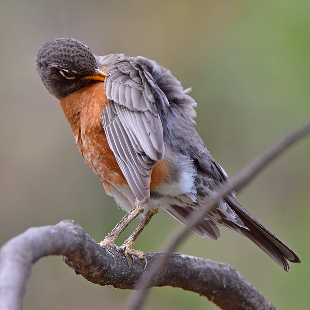 Robin10.jpg