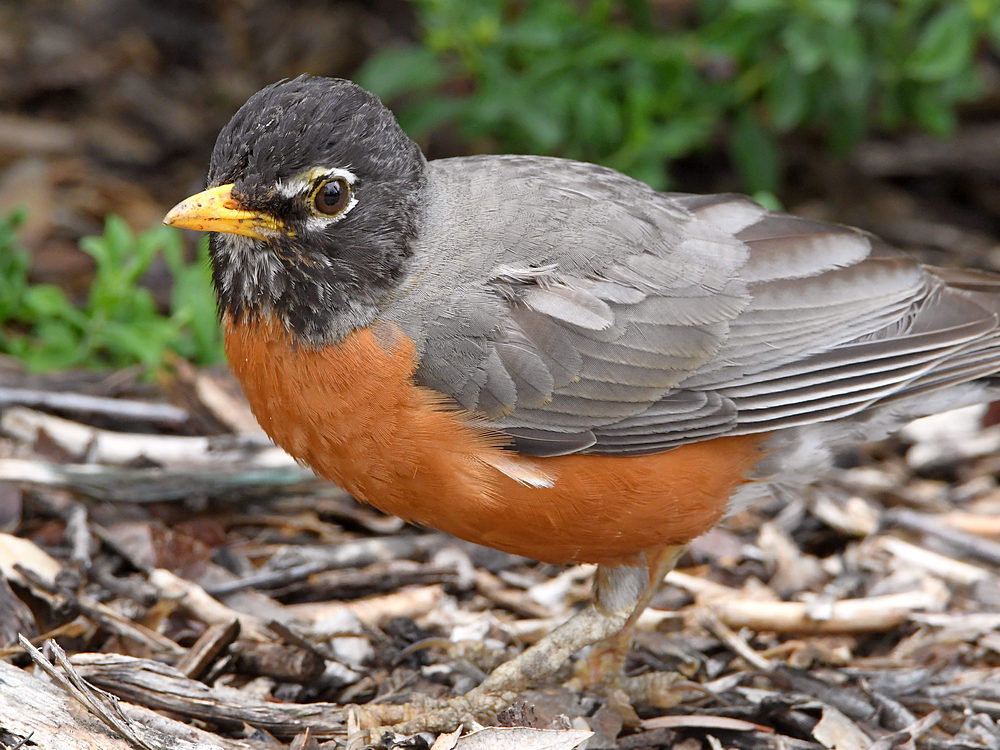 Robin10.jpg