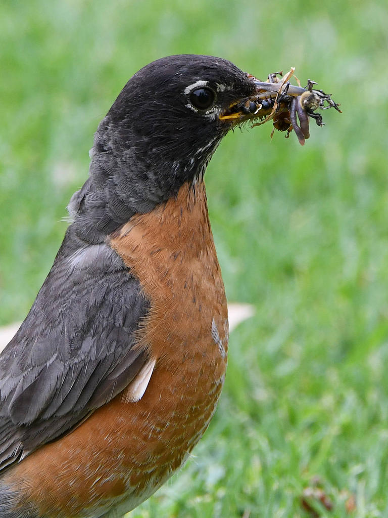 Robin10.jpg