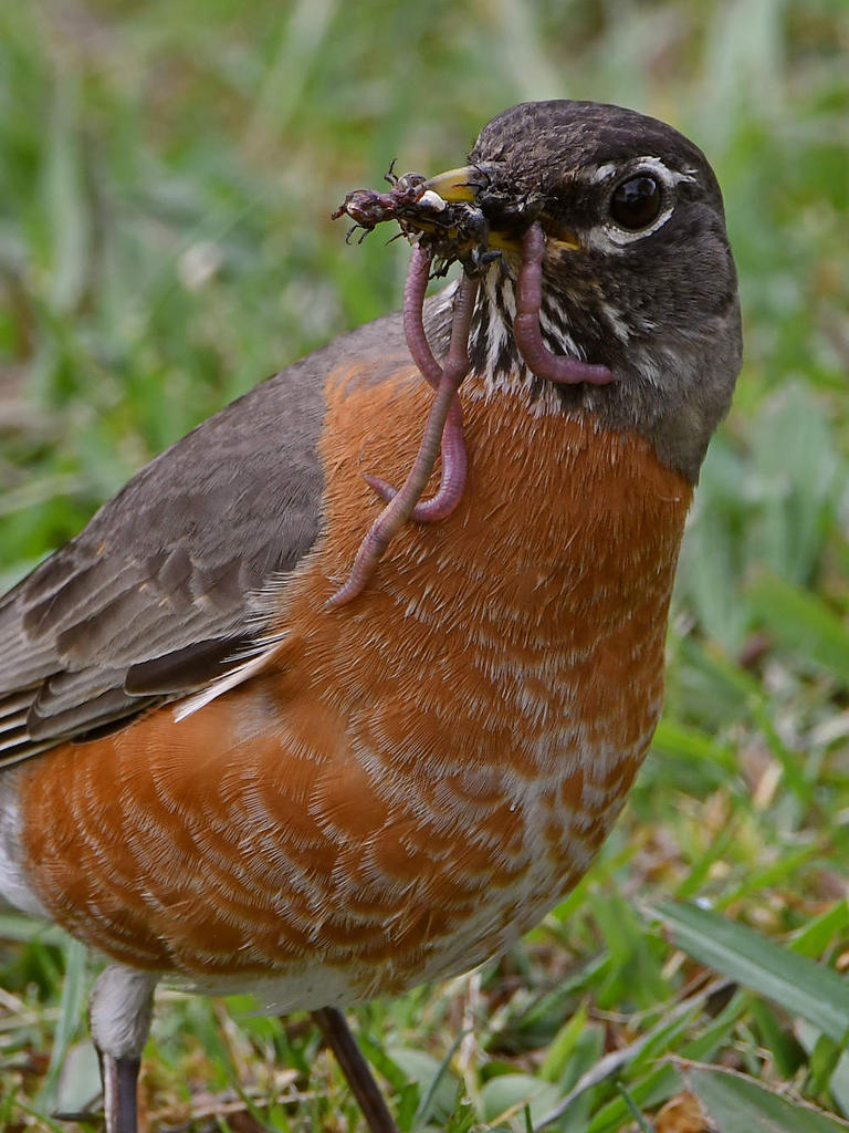 Robin10.jpg